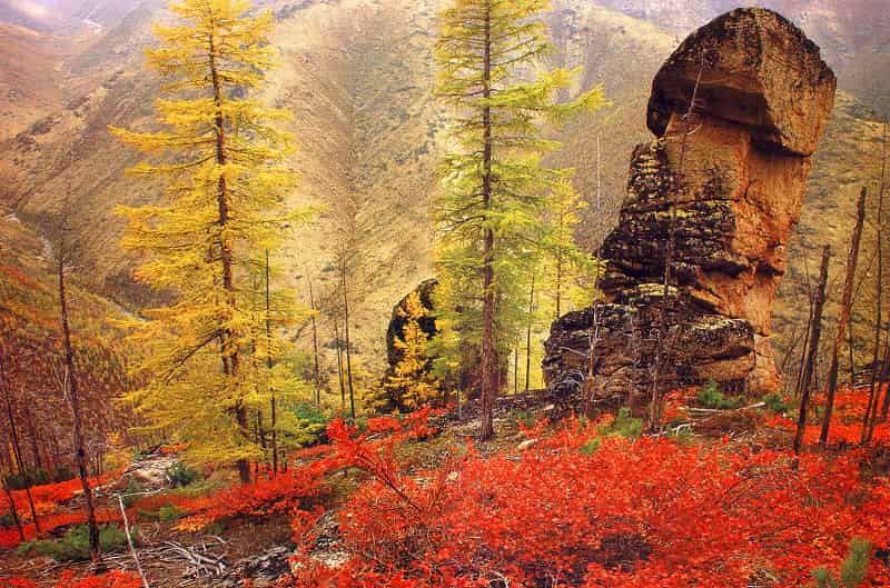 Larch, still Number 1!*