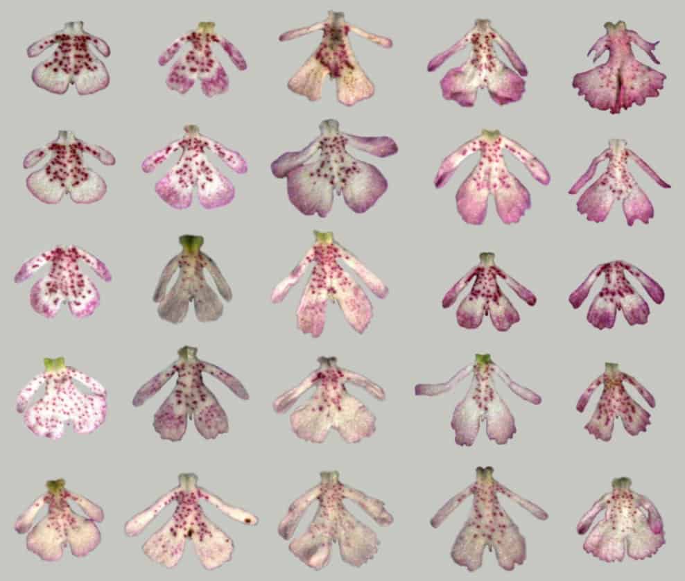 Tricky flowers: how floral variation in a food-deceptive orchid is maintained over generations