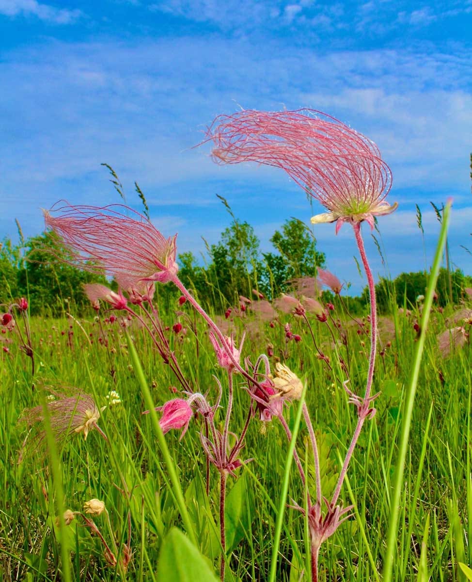 The importance of quantitative trait differentiation in habitat restoration
