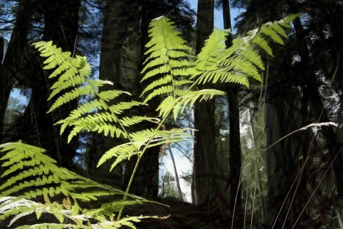 Hydraulic adjustments are of limited use in bracken fern