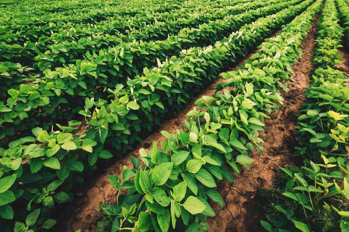 Bloody plants! How soybean uses haemoglobins to obtain nitrogen