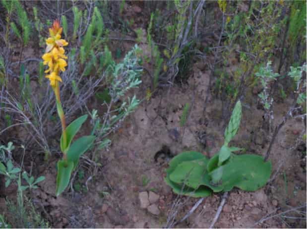 A long-lasting connection? Links between genome size and stomata size in plants