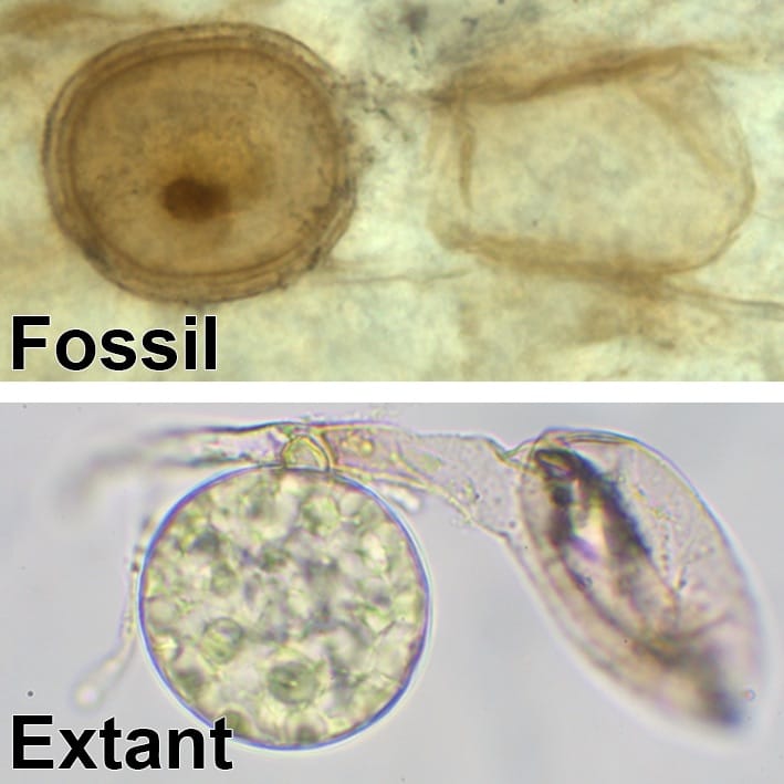 New genus and species of probable arbuscular mycorrhizal fungi uncovered in the Rhynie chert