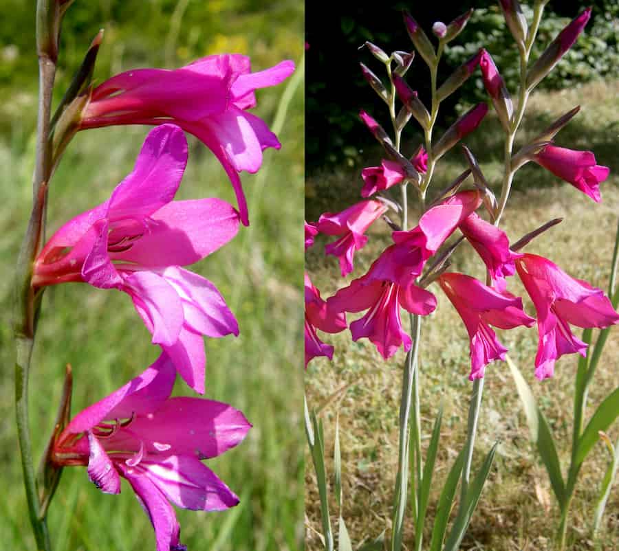 Do sword lilies use enough protection? Yes, post-pollination reproductive barriers work!