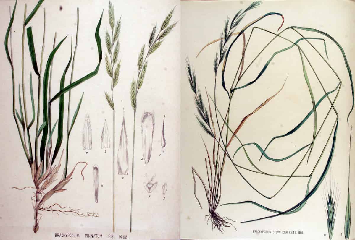 Image analysis of phytoliths can tell grass species apart