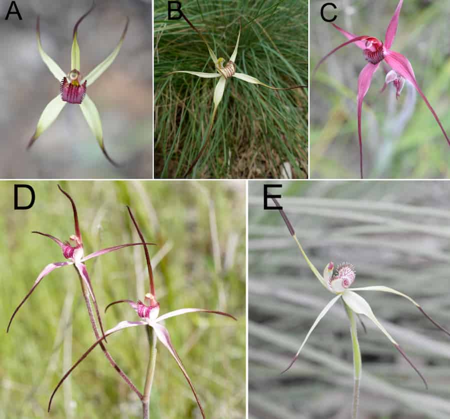 Spider orchid conservation: the importance of serendipitous fungi