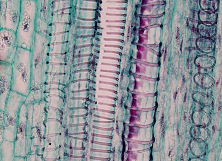 Understanding the connections between plant hormones and cellulose synthesis in plants: still a great unknown!