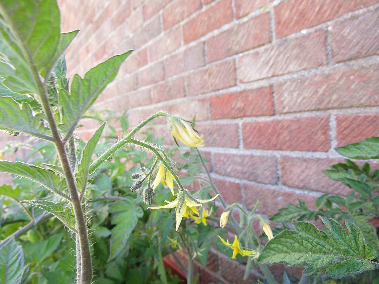 Fruits of all colours: how green-stripe tomatoes get their distinctive colour pattern