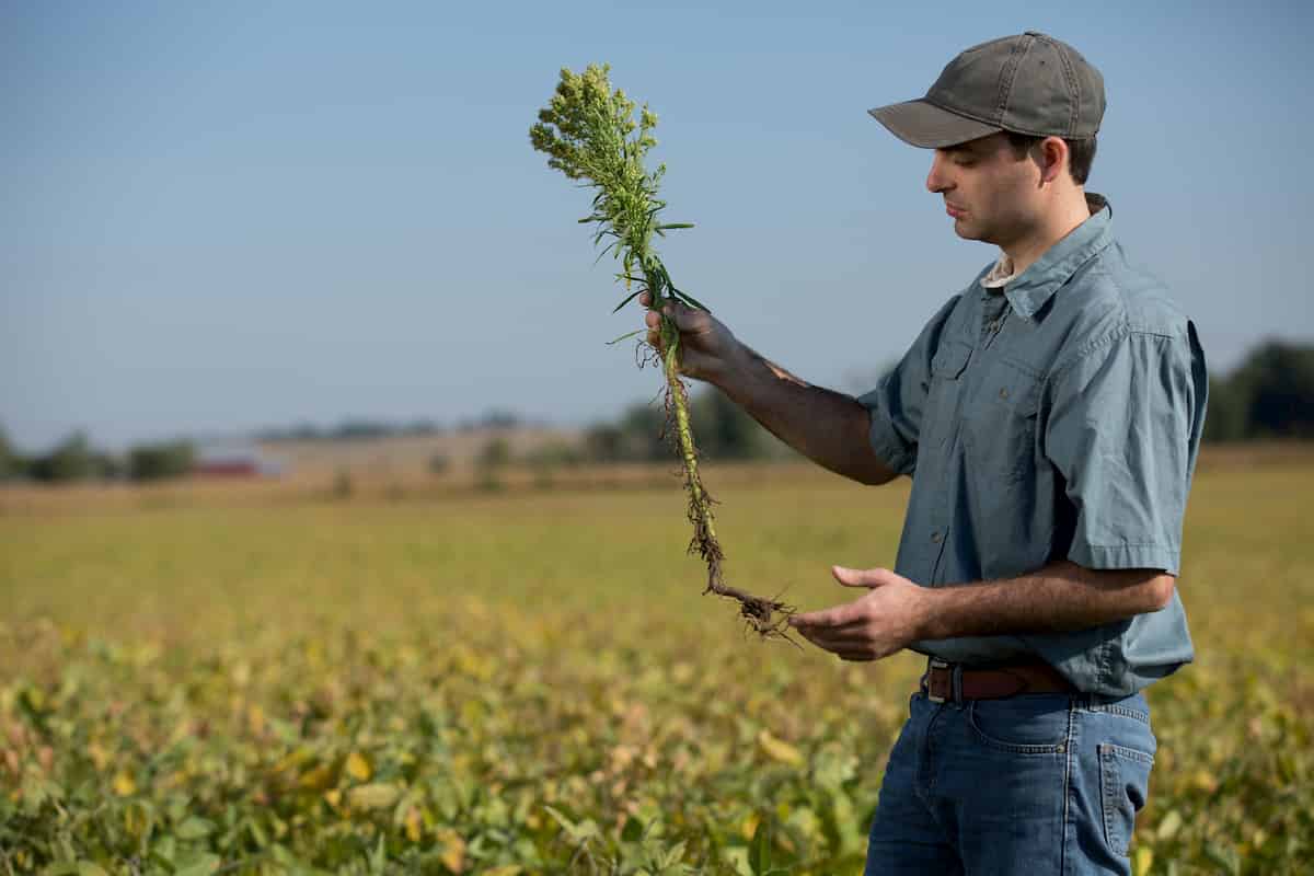 Let’s study weeds and question fundamental theories!