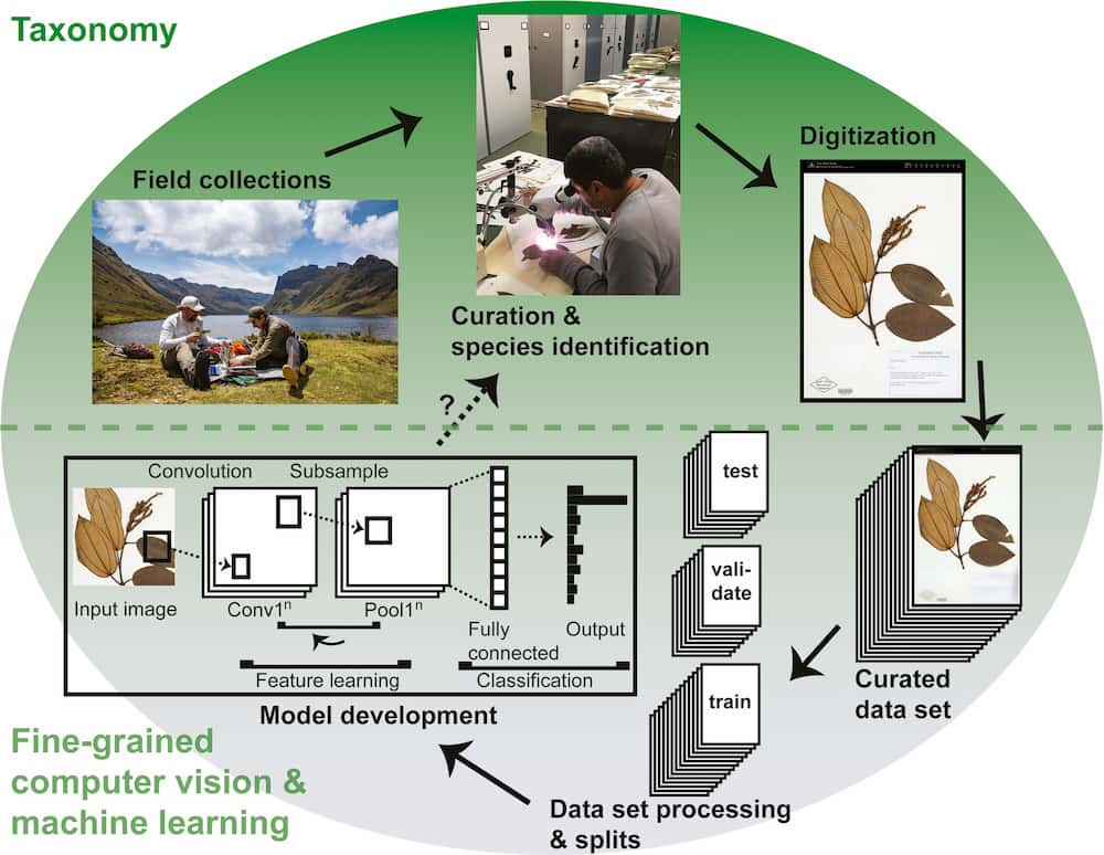 Machine learning can help clear herbarium backlogs & potentially discover new species