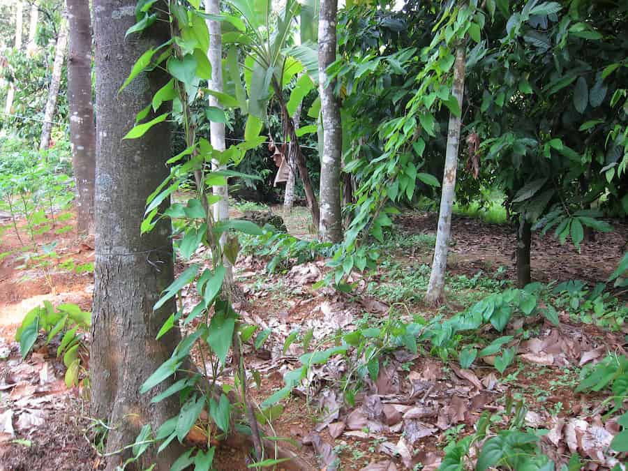 Where did greater yams come from? A global effort to track the ‘yummy’ dispersal history of a polyploid plant