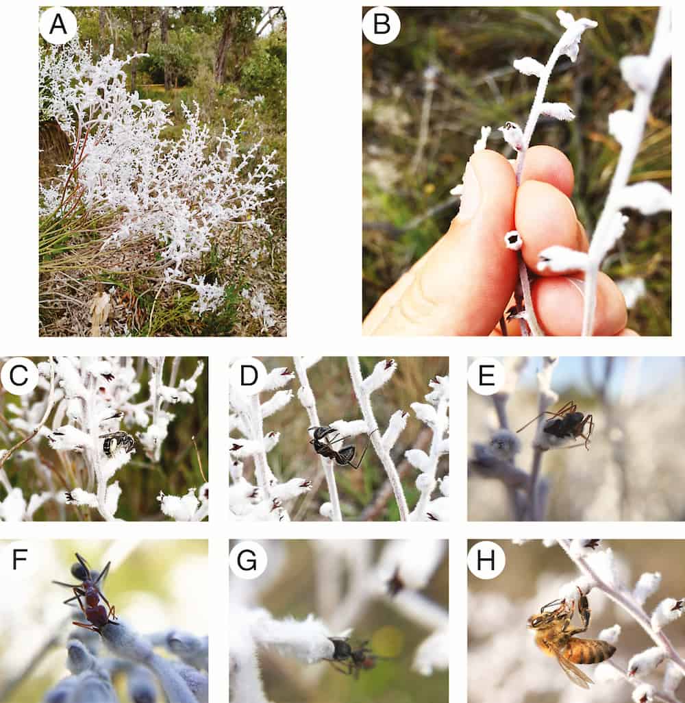 Ants a principal pollinator for a threatened member of the Proteaceae