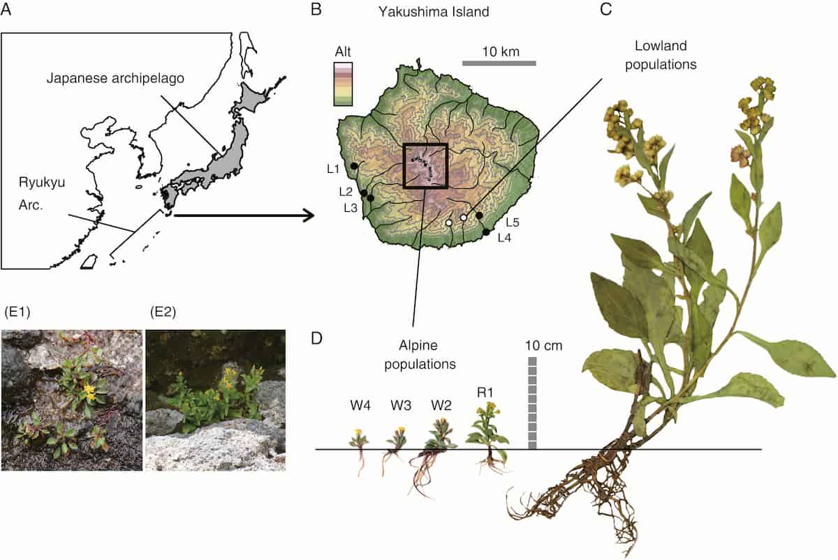 Topography Leaves Its Mark in Goldenrod Genetics