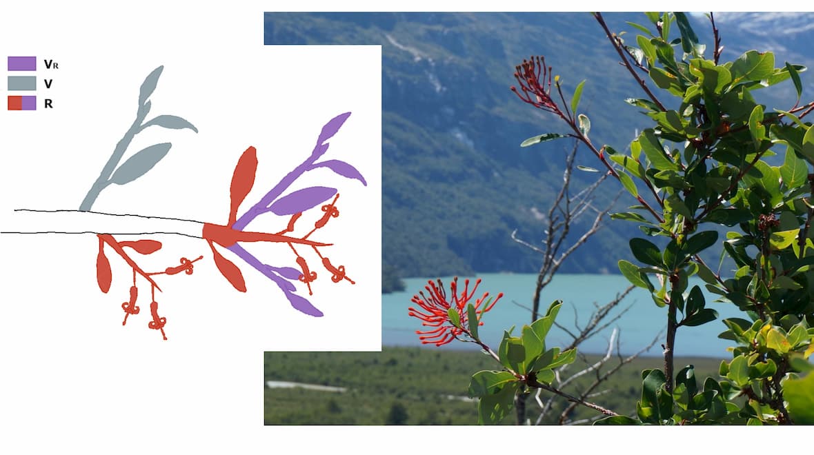 Corner’s rules hold up across the growing season