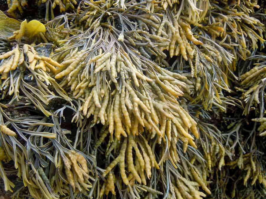 Can’t Botanists agree on common names..?