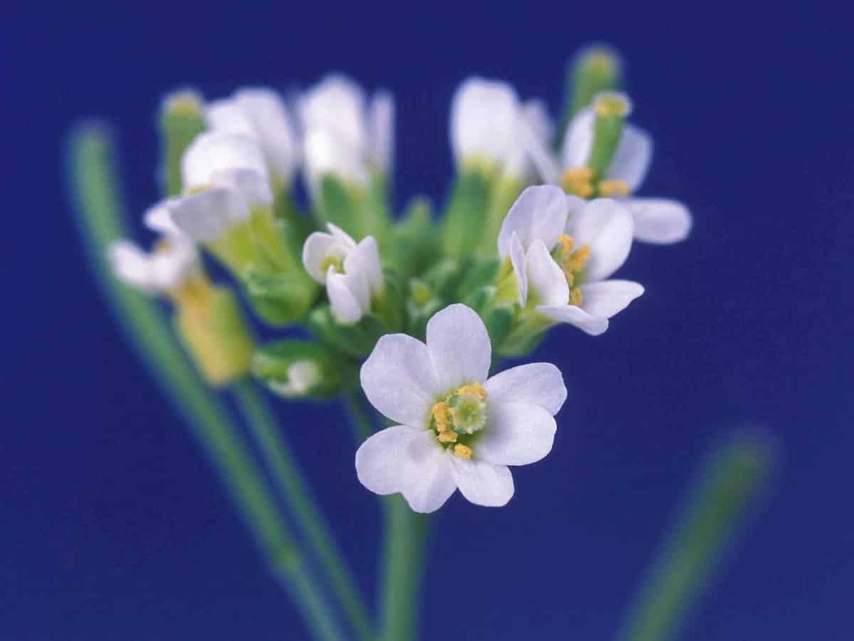 Synchronization of senescence in Arabidopsis thaliana