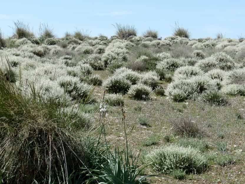 Plant community assembly on restrictive gypsum soils