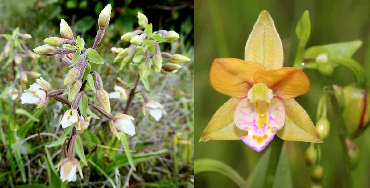 Two Epipactis orchids