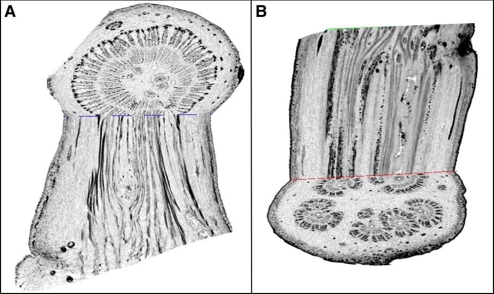 The strength of a stalk