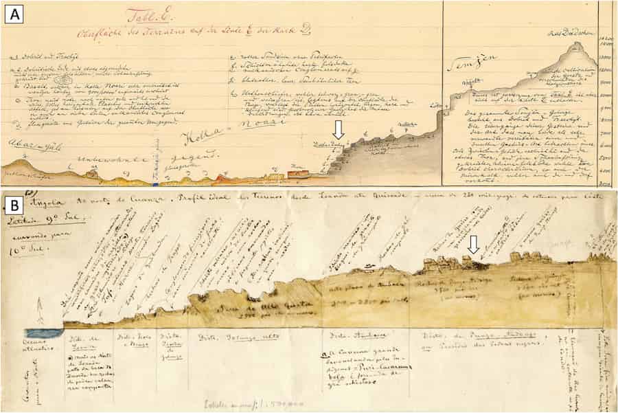 Systematics of extinct grass species resolved with sequencing of 167-year-old herbarium specimen