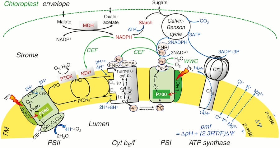 Computing modelling and photosynthesis