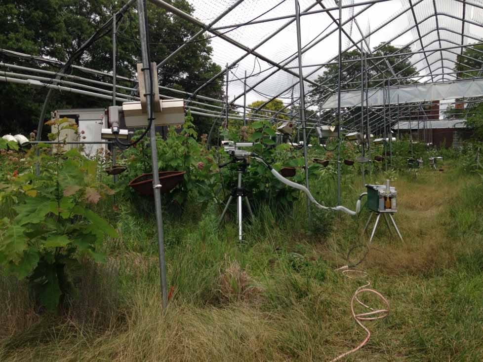 No acclimation: flexible responses of photosynthesis to different temperatures in American elm