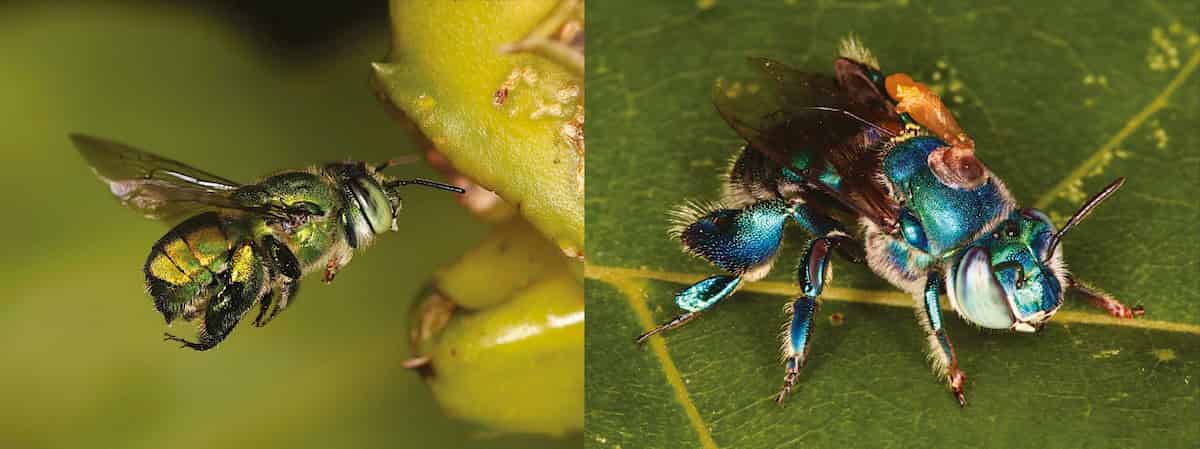 Male and female scents of the neotropical orchid Catasetum arietinum