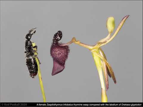Sexual deception in Australian orchids