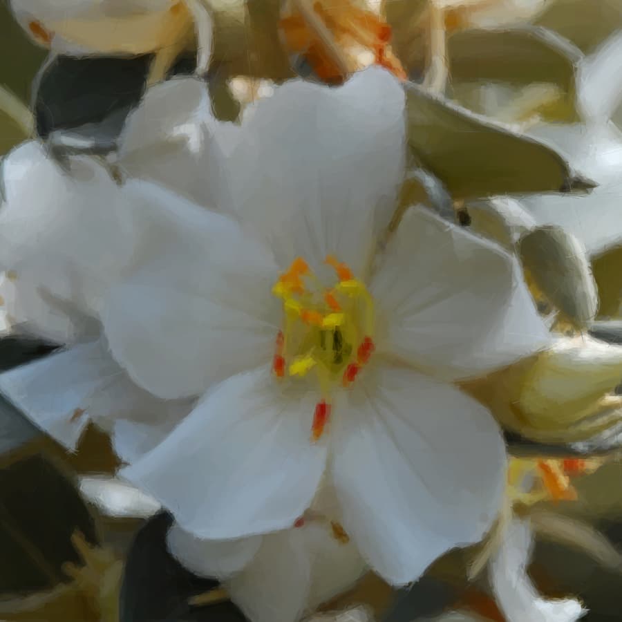 Greater floral overlap and pollinator generalization favoured in a buzz-pollinated plant