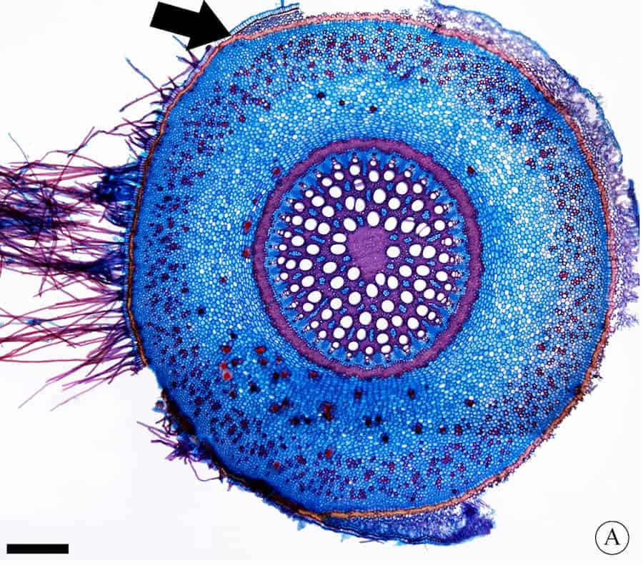 Aroid aerial roots answer new pressures with new morphology