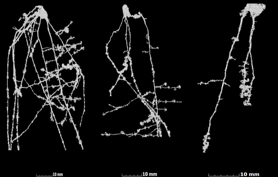 Quantifying root and shoot growth in wheat using X-ray Computed Tomography