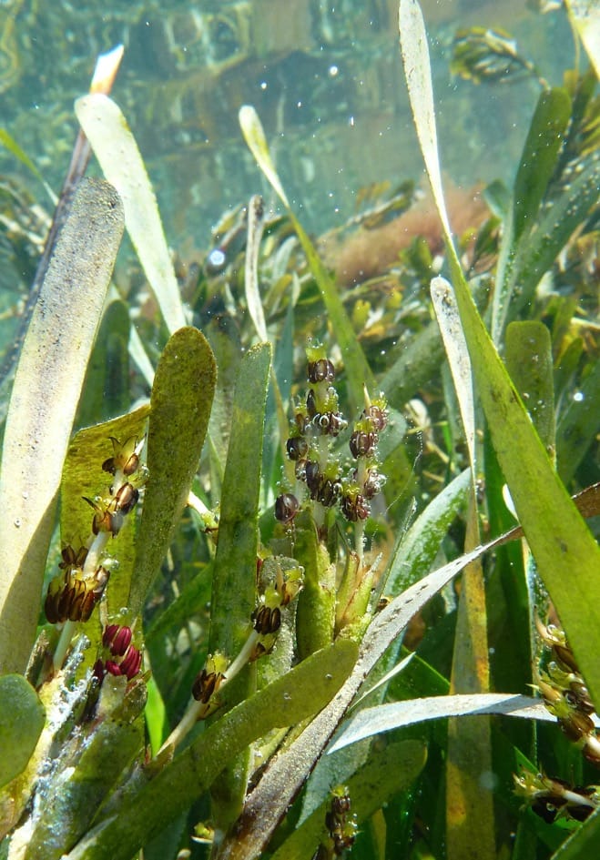 Variation in reproduction and genetic diversity across seagrass meadows in Western Australia