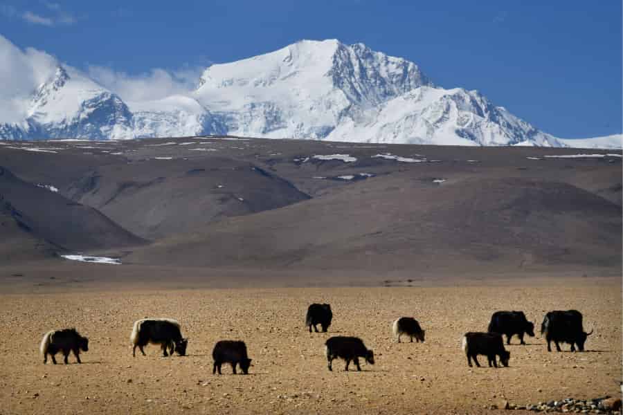 Indirect facilitation affects ecosystem functioning in an alpine meadow