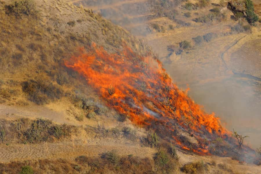 Four plant strategies to deal with fire
