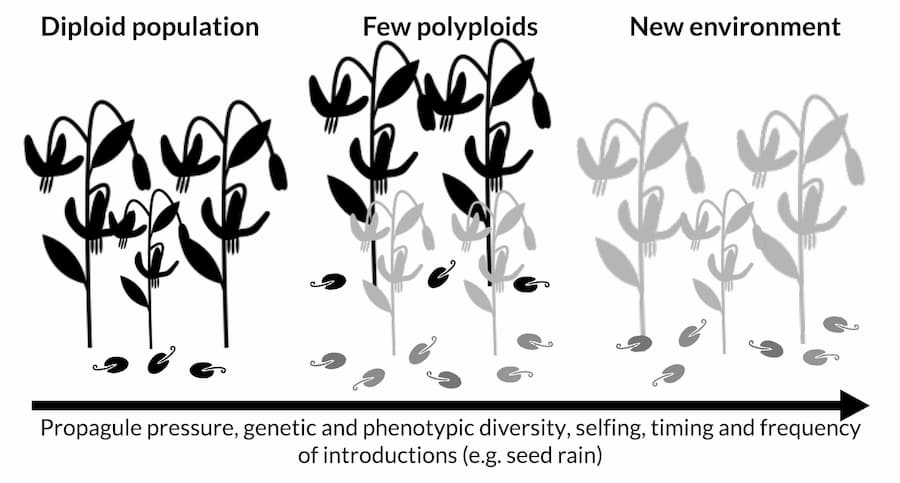 Polyploid plants take a leaf out from the invasive species book