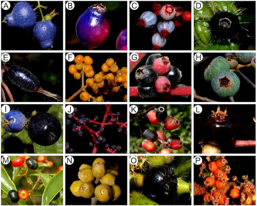 As a keystone clade, Miconia species support a huge variety of frugivores