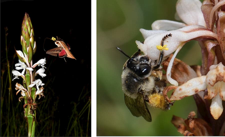 Floral chemistry reveals the basis of an orchid pollinator shift