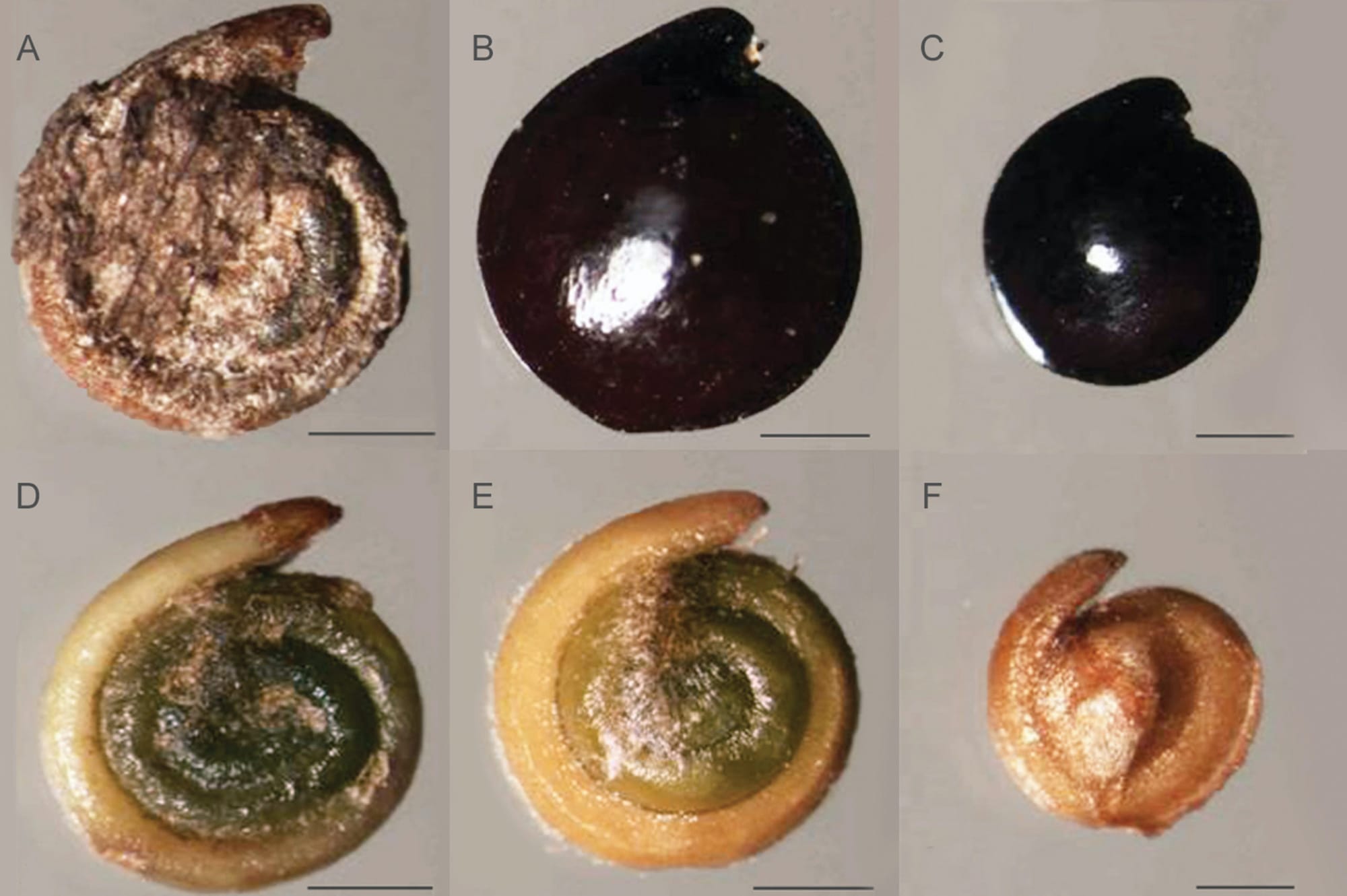 Seed heteromorphism, an adaptive trait of desert plant species