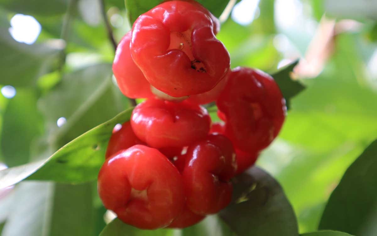 Biotic interactions of native and non-native species under future warming