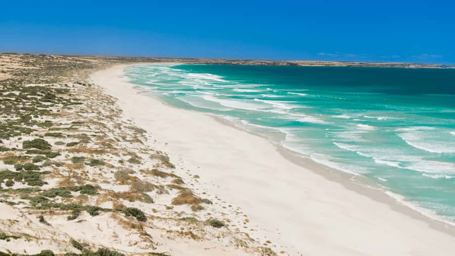 How do plants colonise new territories?