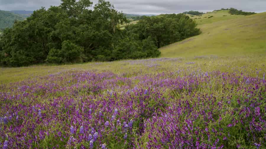 Global climate change and grasslands: soil microbial diversity to the rescue!