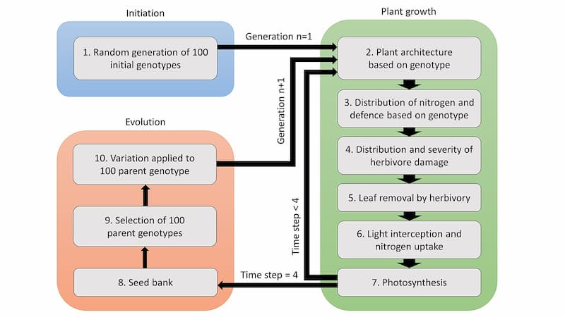 Under pressure: How do plants strike a balance between growth and defense?