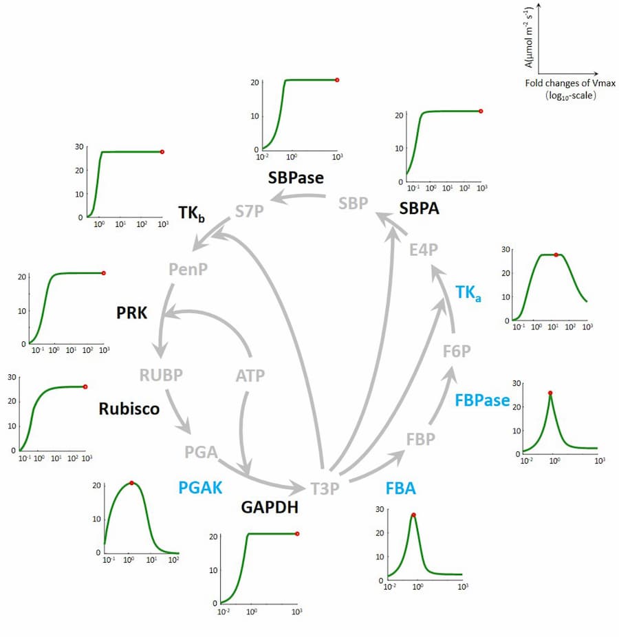 Target enzymes for improved photosynthesis