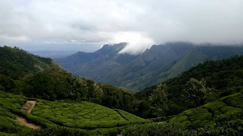 Indian Tea Plantation