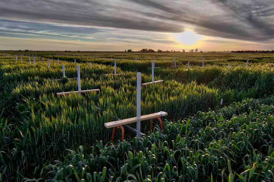 Optimising photosynthetic resource distributions to improve wheat yield