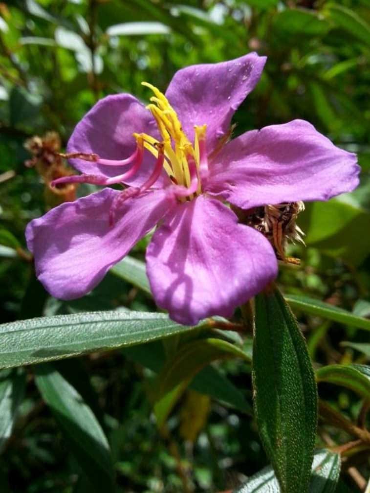 Contrasting growth responses of Melastoma malabathricum populations to aluminium addition