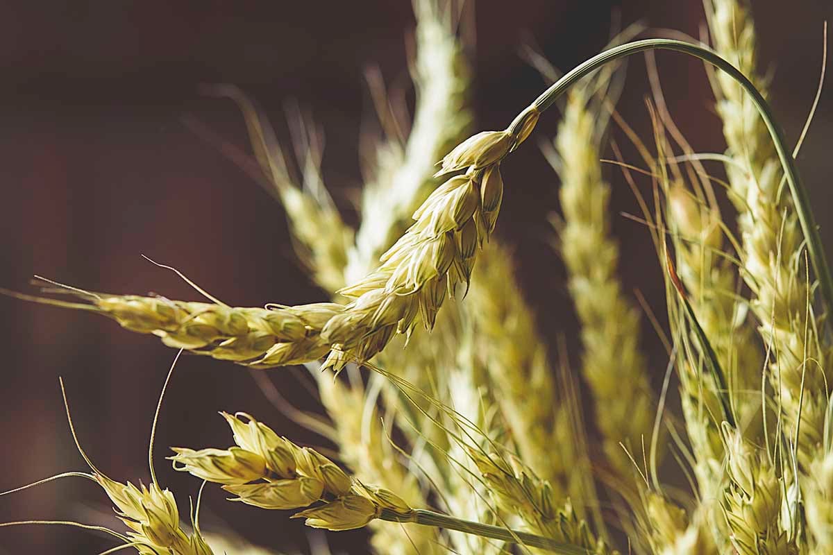 Proteomics of grain yield-related traits in wheat