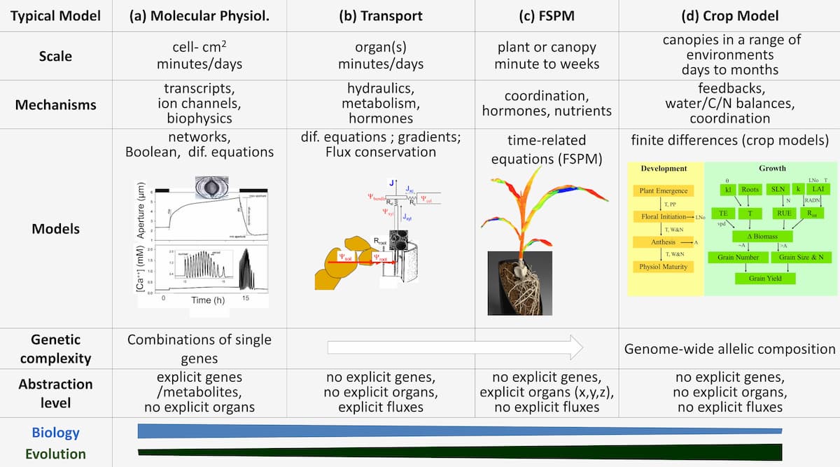 The Role of Adaptive Strategies in Plant Modelling