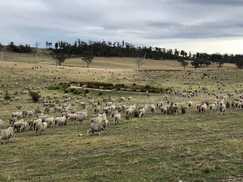 Quantification of pasture ground cover and botanical composition for sustainable grazing management