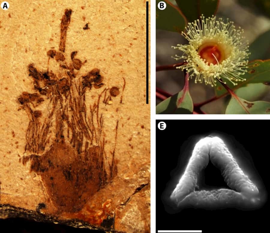 Fossil eucalypt species older and more broadly distributed than previously thought